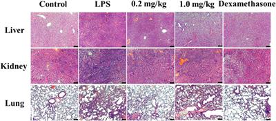 The regulation of T helper cell polarization by the diterpenoid fraction of Rhododendron molle based on the JAK/STAT signaling pathway